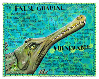 False gharial in watercolor and ink