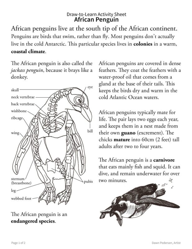 How to Draw an African Penguin 2-Sided Art & Biology Activity Sheet - Image 2