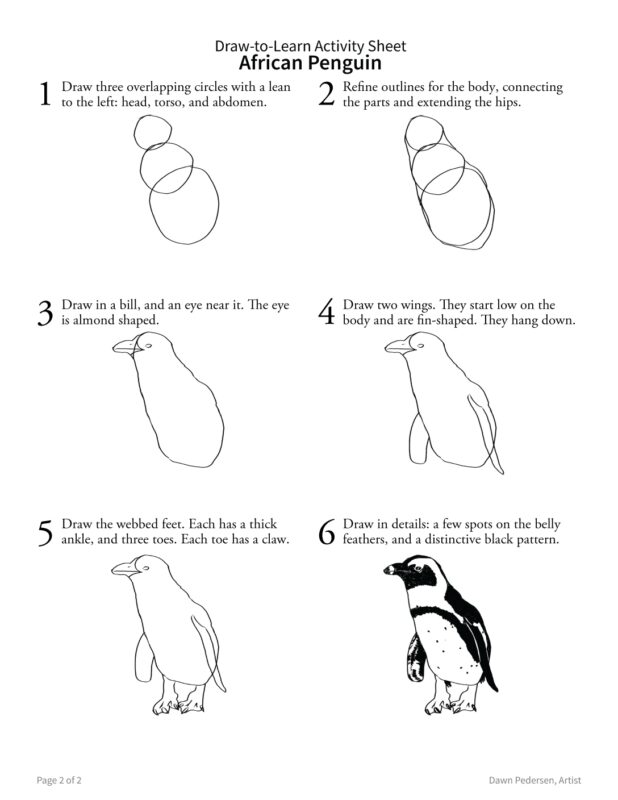 How to Draw an African Penguin 2-Sided Art & Biology Activity Sheet - Image 3