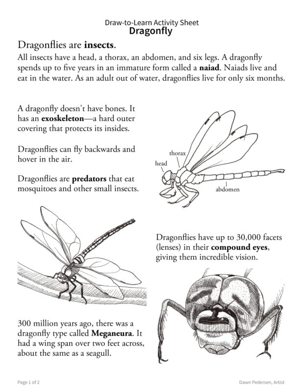 FREE! How to Draw a Dragonfly 2-Sided Art & Biology Activity Sheet - Image 2
