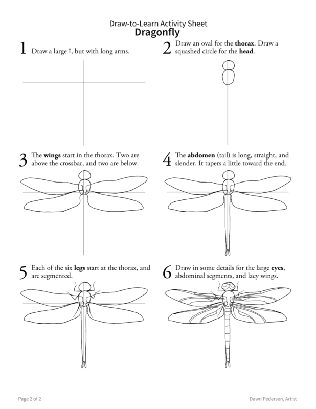 FREE! How to Draw a Dragonfly 2-Sided Art & Biology Activity Sheet - Image 3