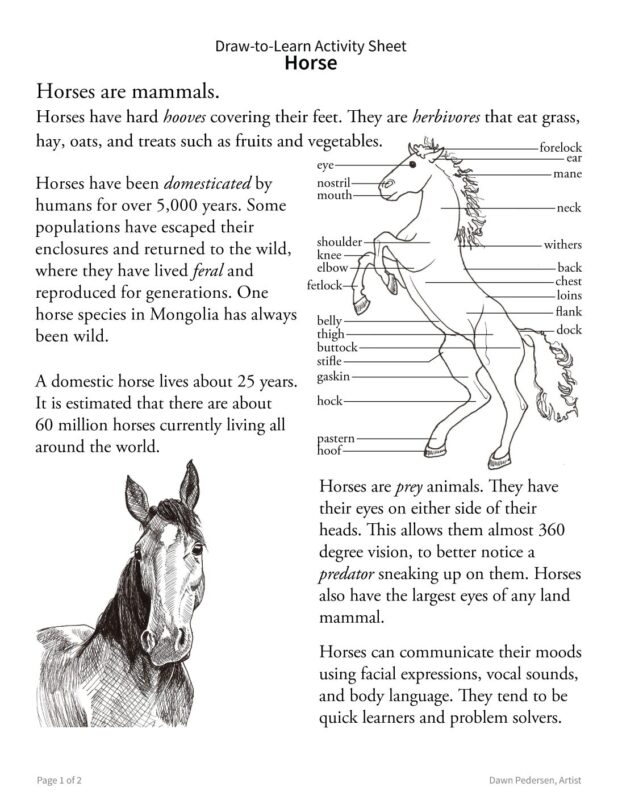 How to Draw a Horse 2-Sided Art & Biology Activity Sheet - Image 2