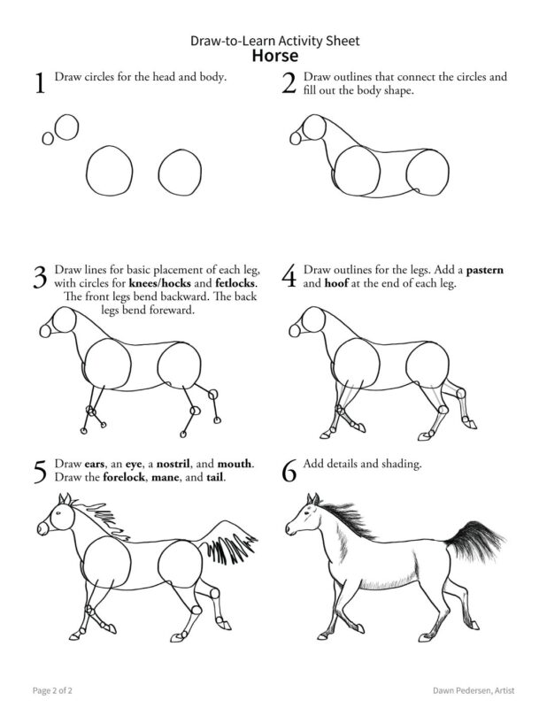 How to Draw a Horse 2-Sided Art & Biology Activity Sheet - Image 3
