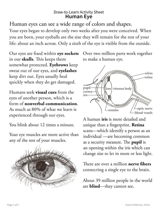 How to Draw a Human Eye 2-Sided Art & Biology Activity Sheet - Image 2