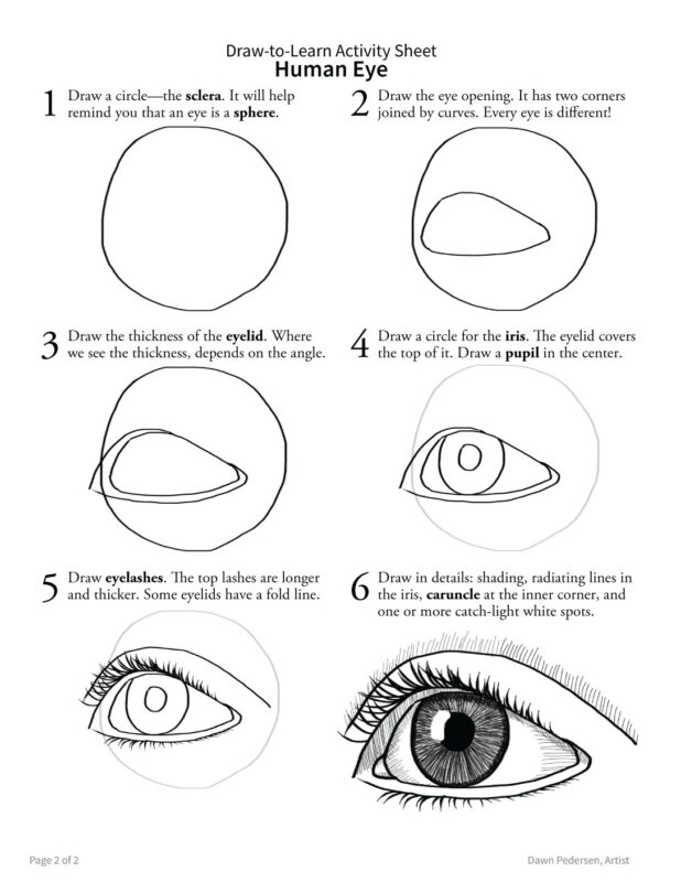 How to Draw a Human Eye 2-Sided Art & Biology Activity Sheet - Image 3