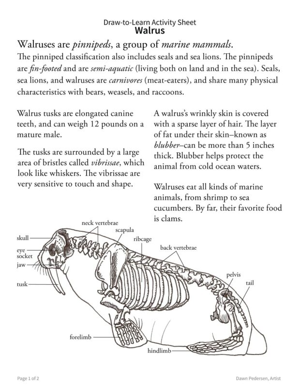How to Draw a Walrus 2-Sided Art & Biology Activity Sheet - Image 2
