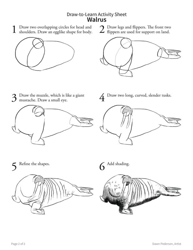 How to Draw a Walrus 2-Sided Art & Biology Activity Sheet - Image 3