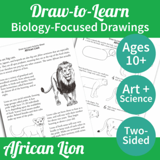 How to Draw an African Lion 2-Sided Art & Biology Activity Sheet