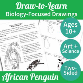 How to Draw an African Penguin 2-Sided Art & Biology Activity Sheet