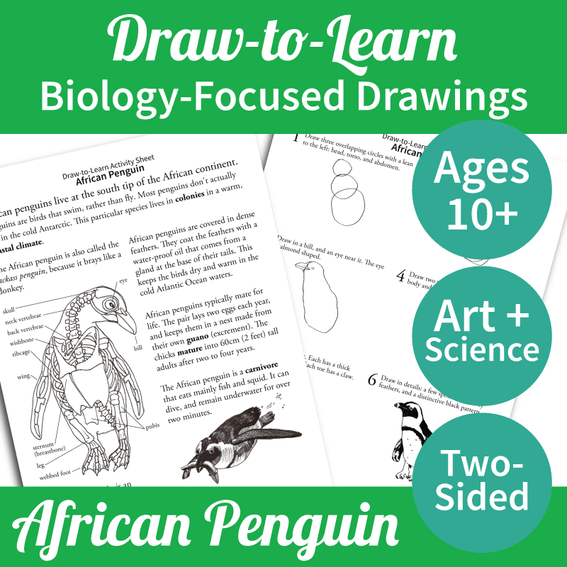 How to Draw an African Penguin 2-Sided Art & Biology Activity Sheet