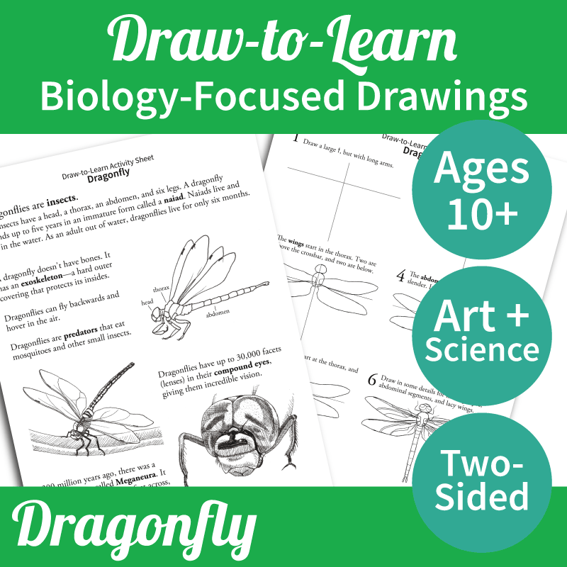 FREE! How to Draw a Dragonfly 2-Sided Art & Biology Activity Sheet