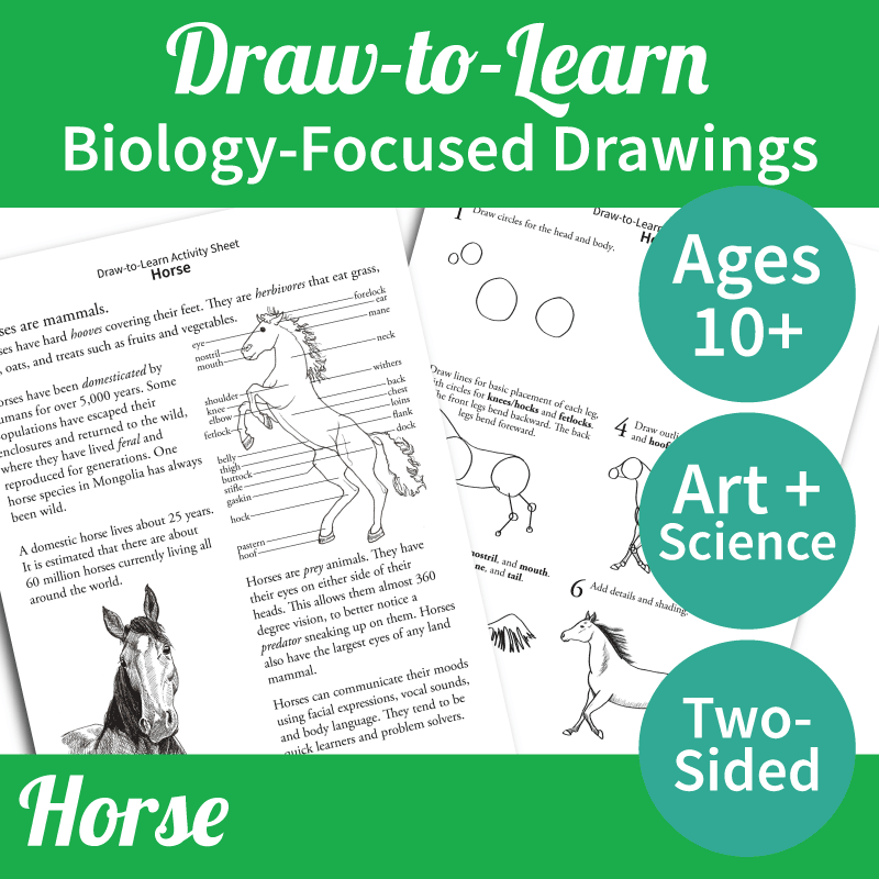 How to Draw a Horse 2-Sided Art & Biology Activity Sheet