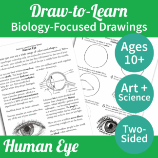 How to Draw a Human Eye 2-Sided Art & Biology Activity Sheet