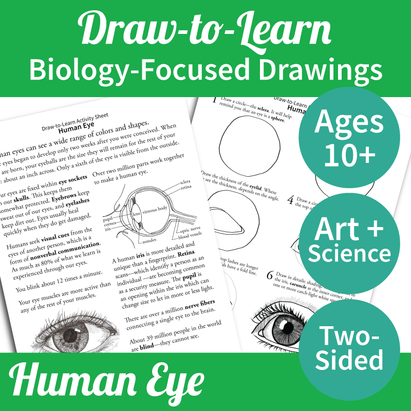 How to Draw a Human Eye 2-Sided Art & Biology Activity Sheet