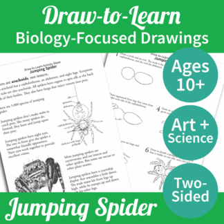 How to Draw a Jumping Spider 2-Sided Art & Biology Activity Sheet