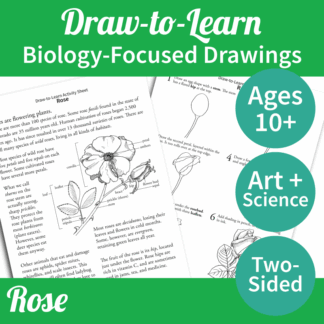 How to Draw a Rose 2-Sided Art & Biology Activity Sheet