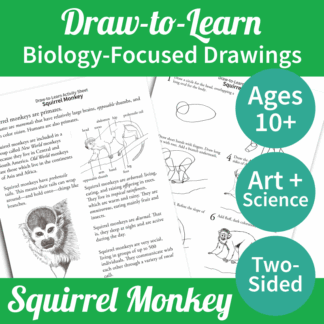 How to Draw a Squirrel Monkey 2-Sided Art & Biology Activity Sheet