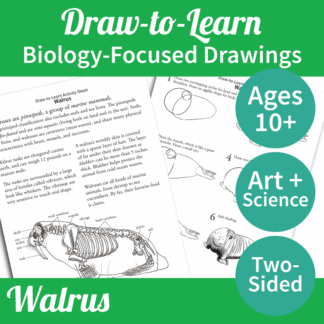 How to Draw a Walrus 2-Sided Art & Biology Activity Sheet