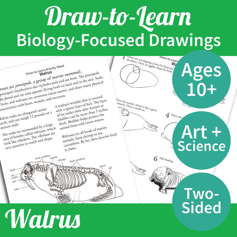 How to Draw a Walrus 2-Sided Art & Biology Activity Sheet