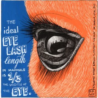 The ideal eyelash length is one third the width of the eye