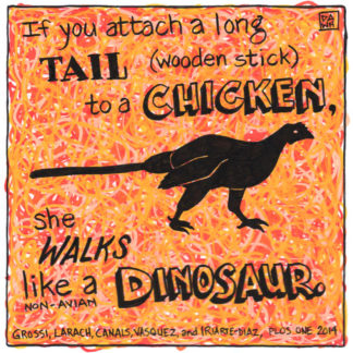 If you attach a long tail to a chicken, it walks like a dinosaur