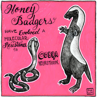 Honey badgers have evolved a molecular resistance to cobra neurotoxin