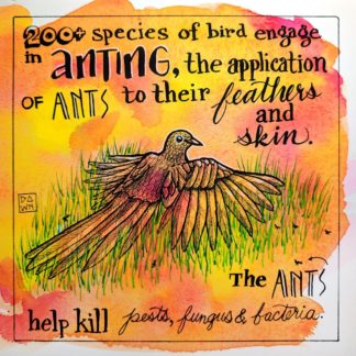 Two hundred plus species of bird engage in anting, the application of ants to their feathers and skin