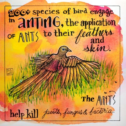 Two hundred plus species of bird engage in anting, the application of ants to their feathers and skin