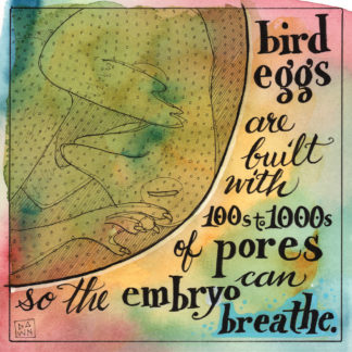 Bird eggs are built with 100s to 1000s of pores so the embryo can breathe