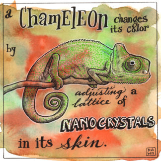 A chameleon changes its color by adjusting a lattice of nanocrystals in its skin