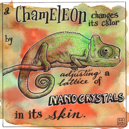 A chameleon changes its color by adjusting a lattice of nanocrystals in its skin