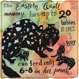 The Eastern Quoll mommy has up to 20 babies at once but can feed only 6-8 in her pouch