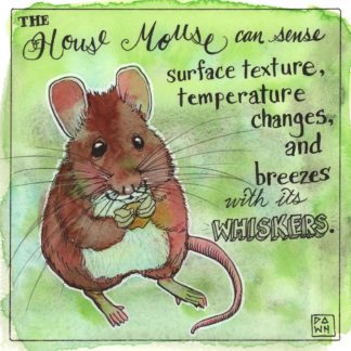 The house mouse can sense surface texture, temperature changes, and breezes with its whiskers