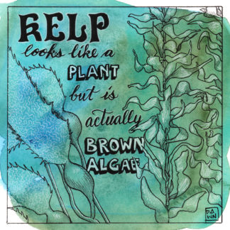 Kelp looks like a plant but is actually brown algae