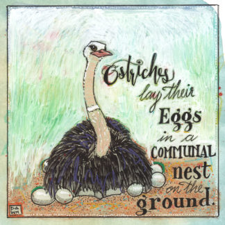 Ostriches lay their eggs in a communal nest on the ground