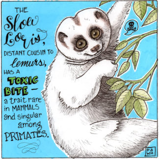 The slow loris, distant cousin to lemurs, has a toxic bite–a trait rare in mammals and singular in primates.
