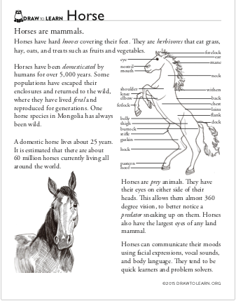 how to draw a horse worksheet dawn pedersen artist