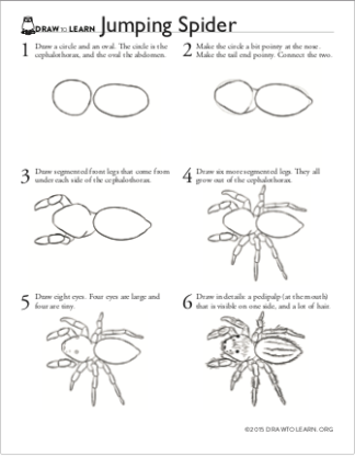 How to Draw a Jumping Spider Worksheet front