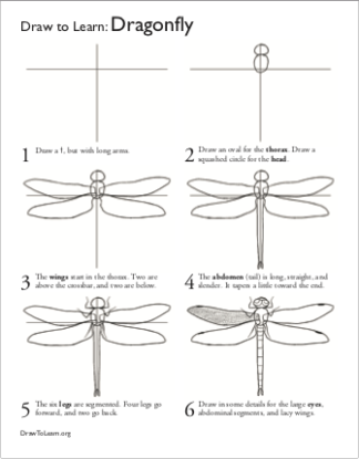 How to Draw a Dragonfly Worksheet front