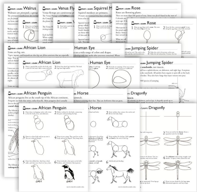 How to Draw a Horse Worksheet - Dawn Pedersen, Artist