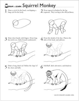 How to Draw a Squirrel Monkey Worksheet front