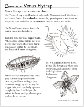 How to Draw a Venus Flytrap Worksheet - Dawn Pedersen, Artist