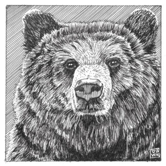 Grizzly Bear ink drawing