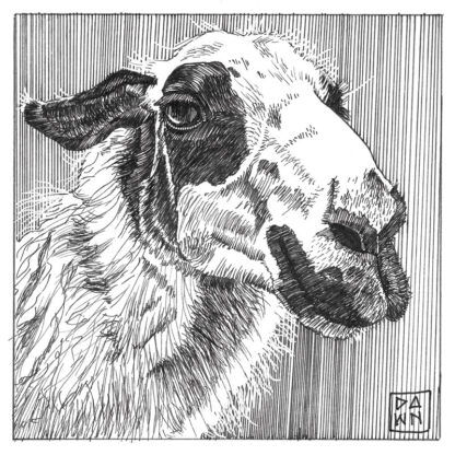 Llama ink drawing