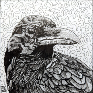 Common Raven ink drawing
