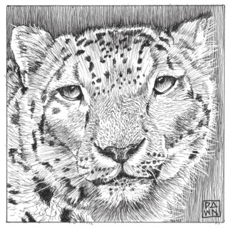 Snow Leopard ink drawing