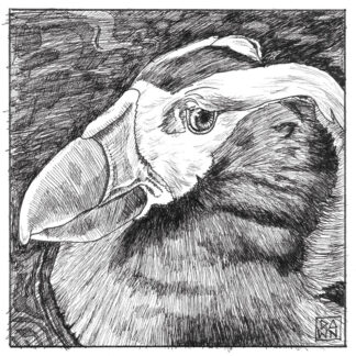 Tufted Puffin ink drawing