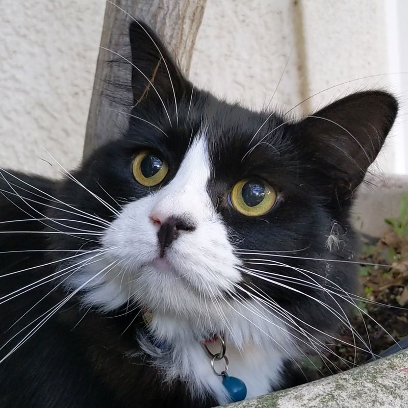 closeup photo of a black and white cat named Loki