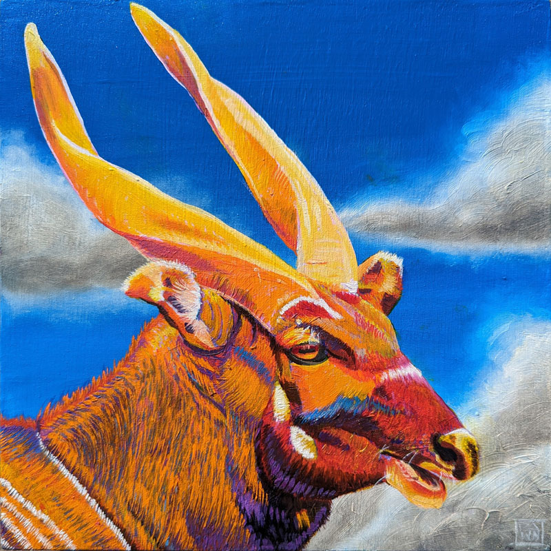 Bongo oil painting by Dawn Pedersen